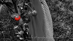 red cherry